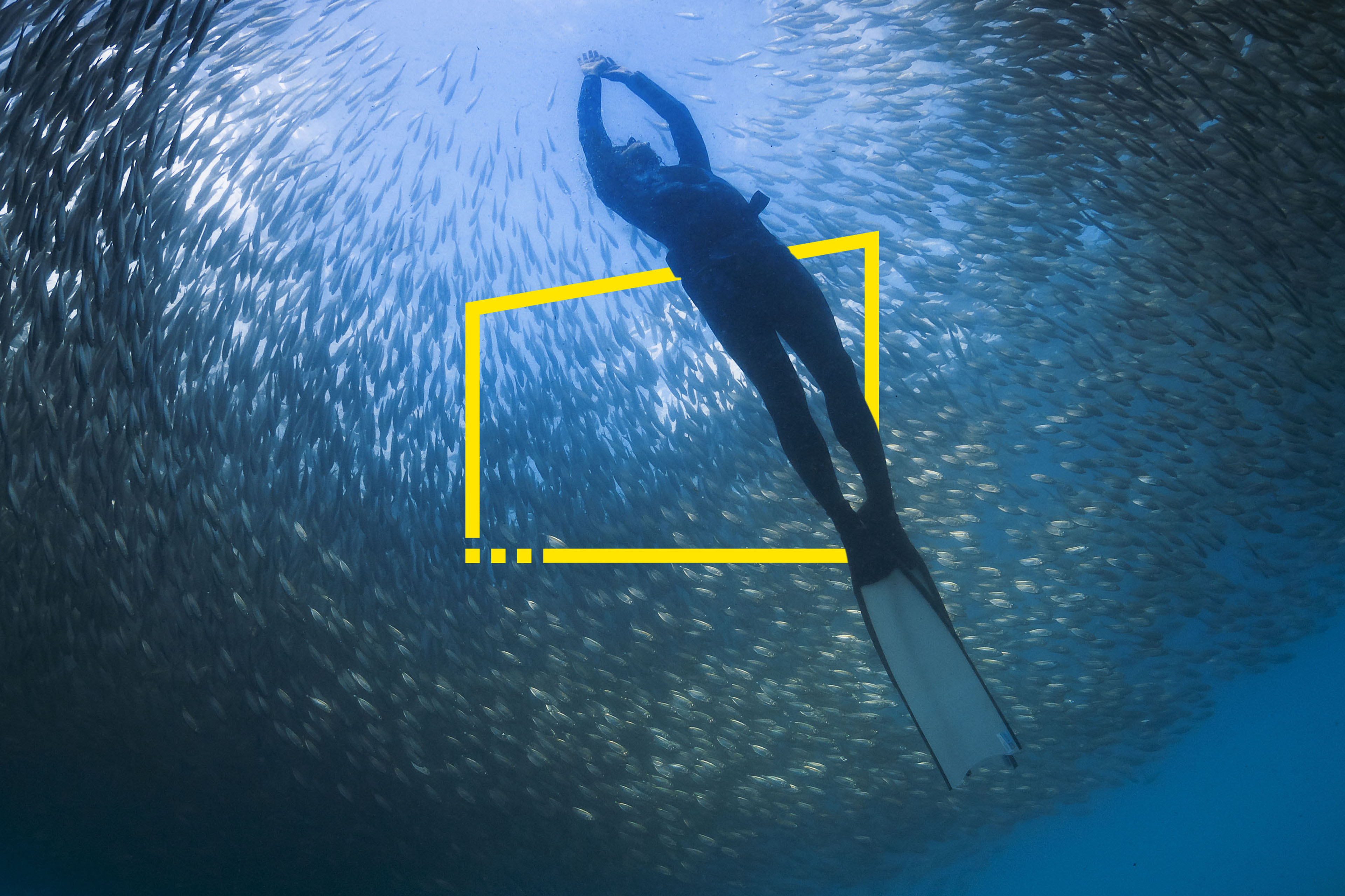 freediver swimming through a school of fish freediver swimming through a school of fish