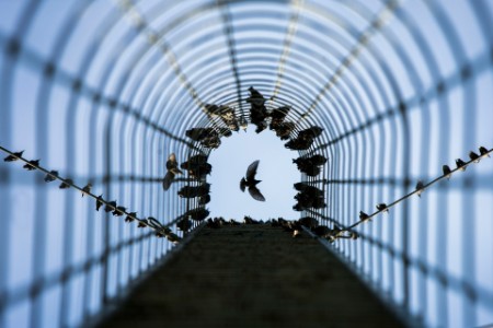 low angle view of bird flying over a wire mesh chimney