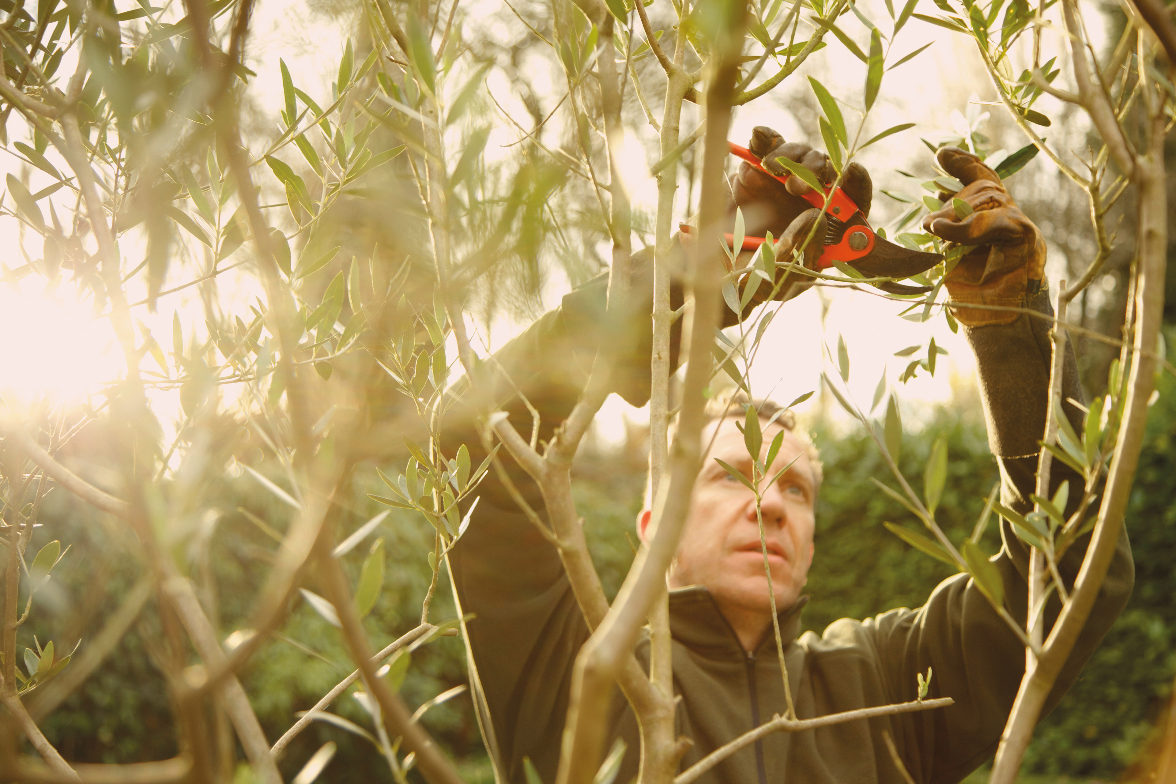 A man cutting the leaves from the tree