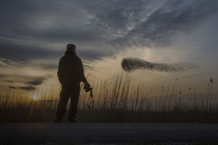 Man watching a flock of birds