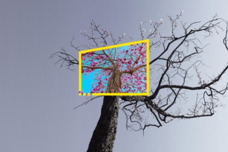 Reframe your future white cherry pink blossom static